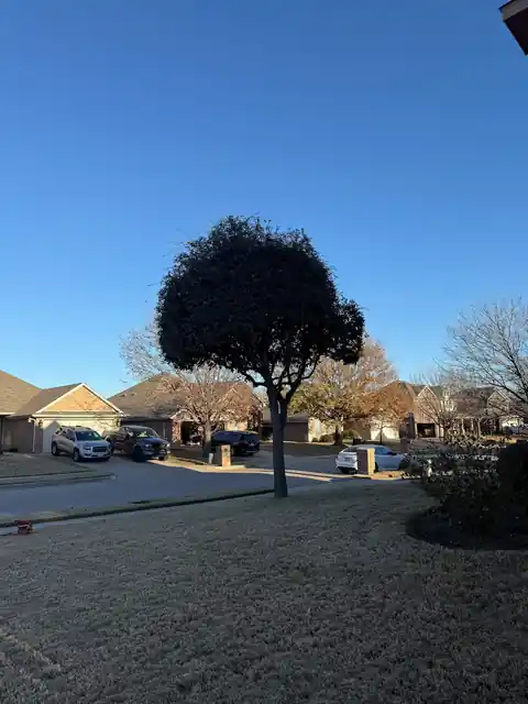 A round, freshly shaped tree canopy in a front yard