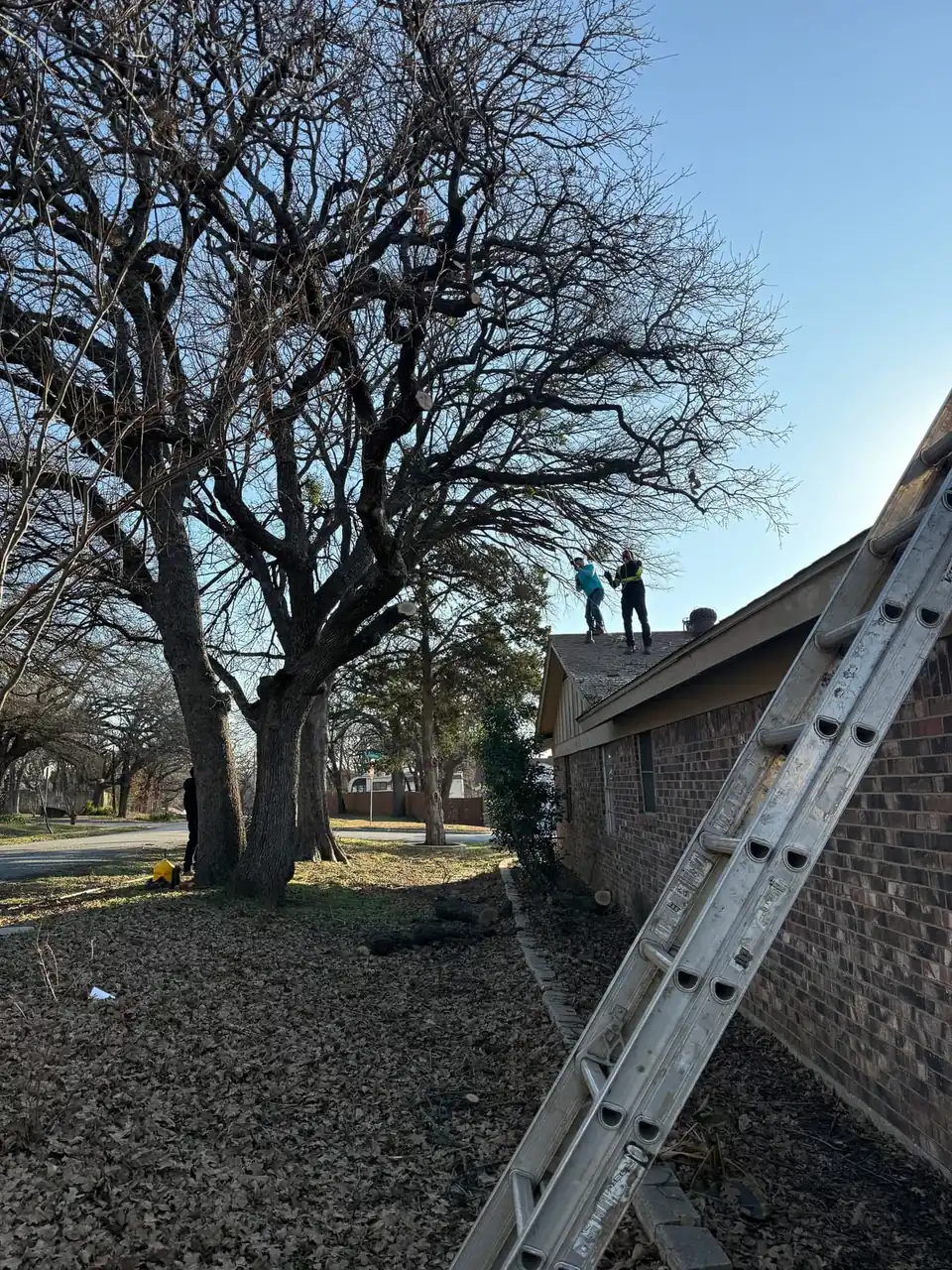 A climber working in a large oak beside a brick house, ladder against the wall