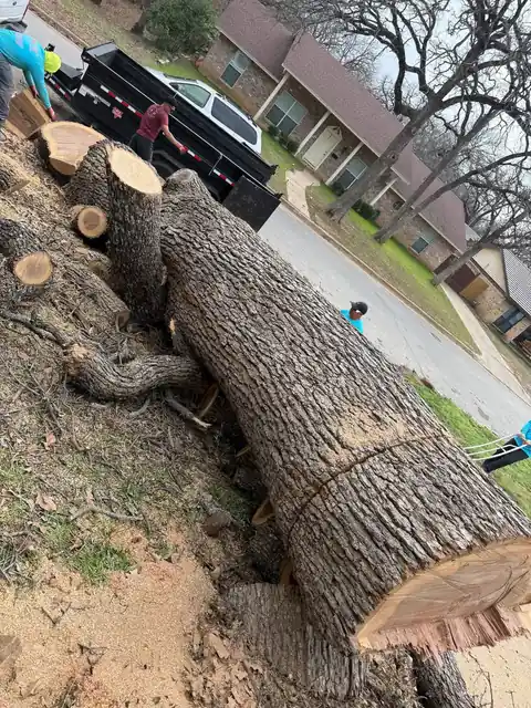 Large trunk rounds on a lawn, trucks at the curb