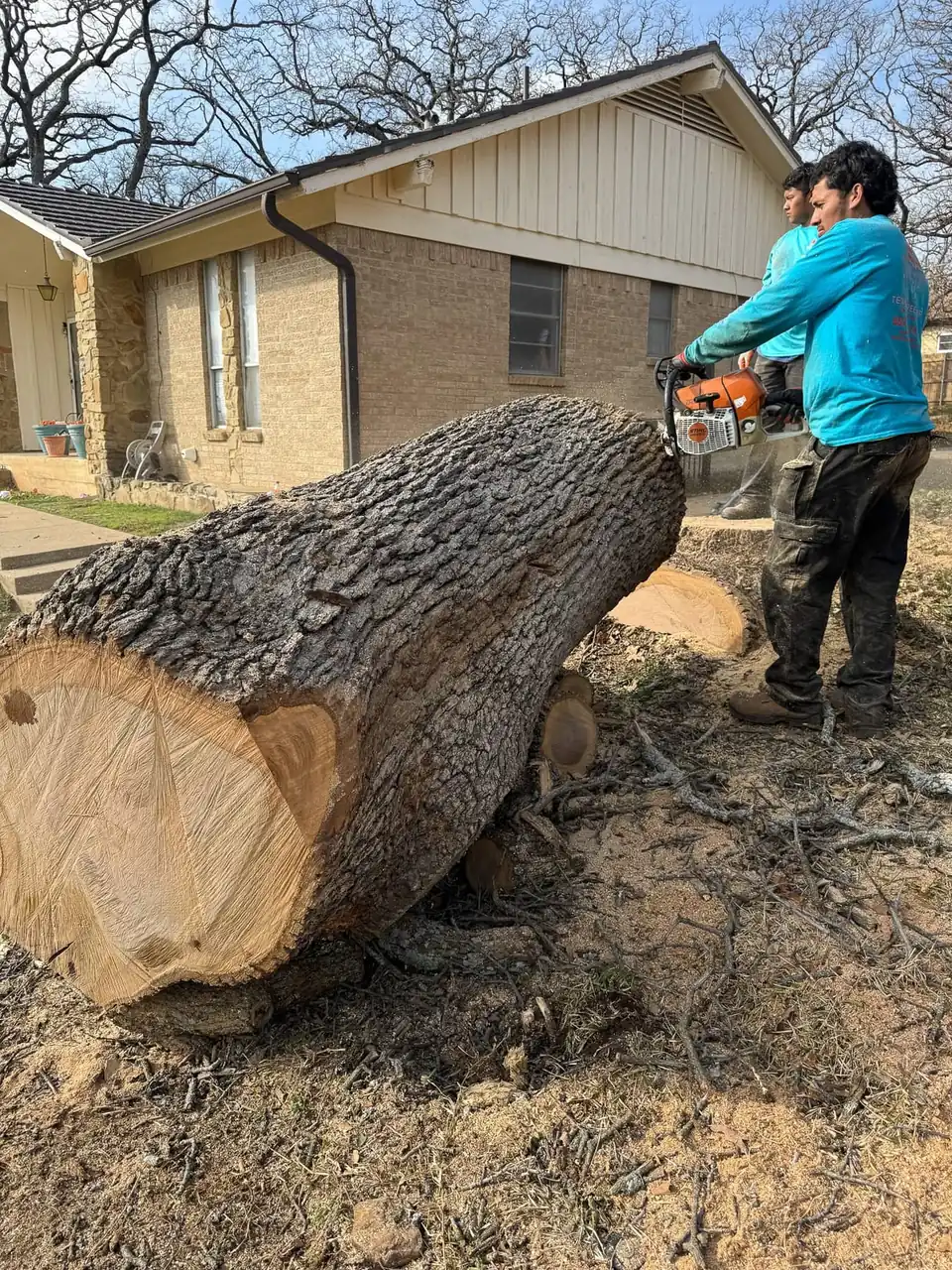 A crew member cutting a large trunk into rounds in front of a house