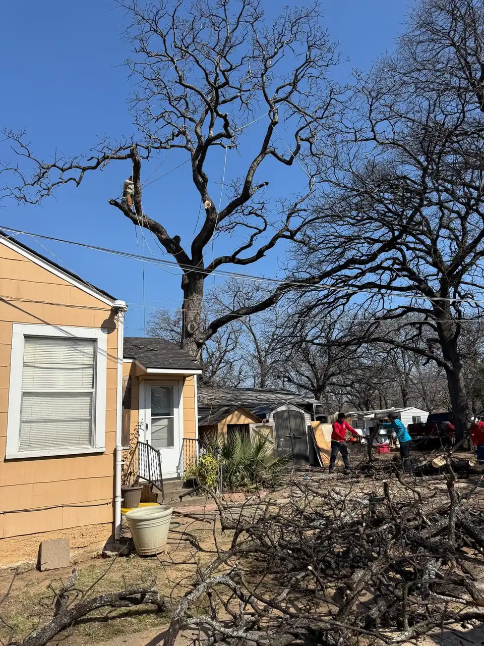 Crew raking brush piles under large oaks beside a yellow house