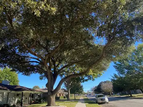 A broad, healthy live oak over a front lawn and sidewalk on a sunny day.