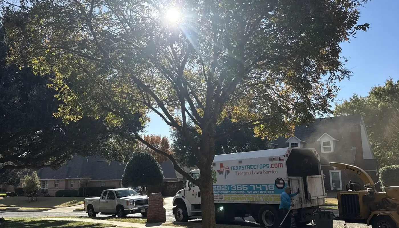 A trimmed front-yard tree in late sun, the Texas Tree Tops truck and chipper on the street